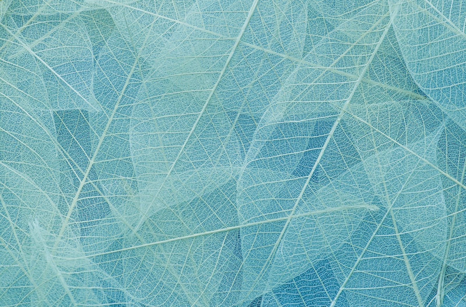 The image shows a pattern of overlapping translucent leaves with visible veins, creating a delicate, natural texture in shades of blue.